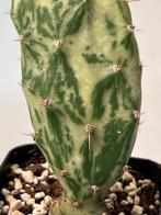 Opuntia Monacantha f monstruosa Variegata, Maison & Meubles, Plantes d'intérieur, Cactus, Plein soleil, Envoi, Moins de 100 cm