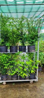 TAXUS ,IF ,THUJA PIICATA, SMARAGD, BEUK GROEN ROOD, LUGUSTRU, Tuin en Terras, Ophalen of Verzenden