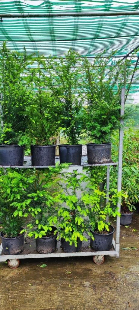 TAXUS ,IF ,THUJA PIICATA, SMARAGD, BEUK GROEN ROOD, LUGUSTRU, Tuin en Terras, Planten | Tuinplanten, Ophalen of Verzenden