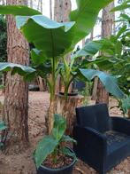 bananen planten, Ophalen, In pot