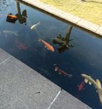 18 koi vissen te koop (40-80cm), Dieren en Toebehoren, Vissen | Vijvervissen, Karper of Koi