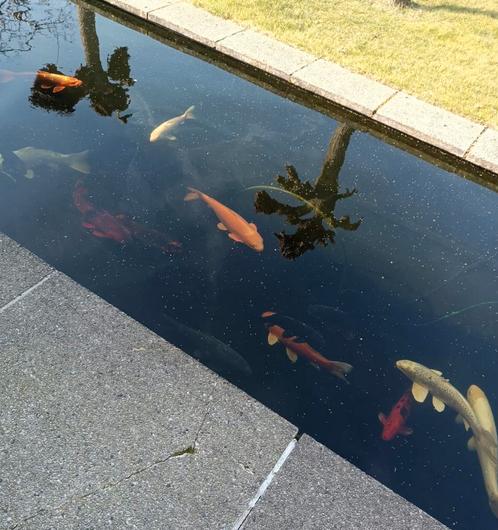 18 koi vissen te koop (40-80cm), Dieren en Toebehoren, Vissen | Vijvervissen, Karper of Koi