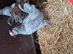 12 Hanen, Dieren en Toebehoren
