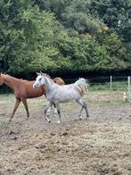 arabisch volbloed hengst, Dieren en Toebehoren, Paarden, Hengst