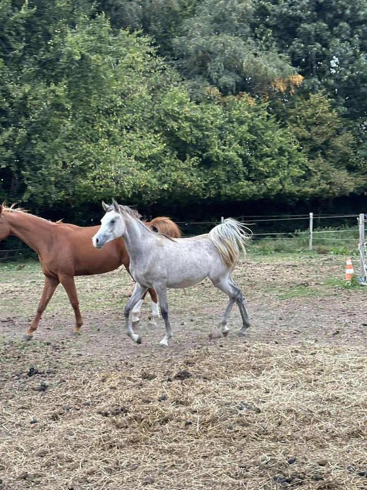 arabisch volbloed hengst, Dieren en Toebehoren, Paarden, Hengst
