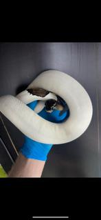 Konings python, Dieren en Toebehoren, Reptielen en Amfibieën, Slang, Tam, 3 tot 6 jaar
