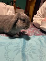 À vendre, une belle infirmière de fin 2025, une très belle, Animaux & Accessoires, Lapins, Femelle, Taille moyenne, Oreilles tombantes