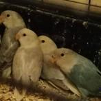 Dwergpapegaai, Sexe inconnu