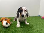 Chiots Teckel Standard, Poils courts, Standard, Parvovirose, Plusieurs