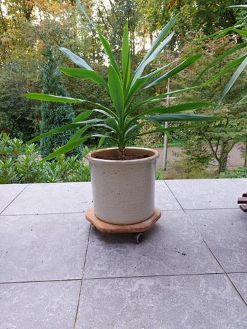Yucca beschikbaar voor biedingen