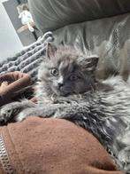 Brits kort en langhaar kittens, Dieren en Toebehoren, Katten en Kittens | Raskatten | Langhaar, Poes, Gechipt, 0 tot 2 jaar