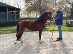 2,5 jarige welsh a hengst 1.18m, Dieren en Toebehoren, Pony's, Dressuurpony, 0 tot 2 jaar, Hengst, B pony (1.17m tot 1.27m)