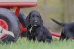 Chiots Cocker Spaniel anglais - Éleveur de cockers belges