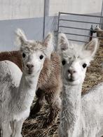 Alpaca hengstjes, Juillet