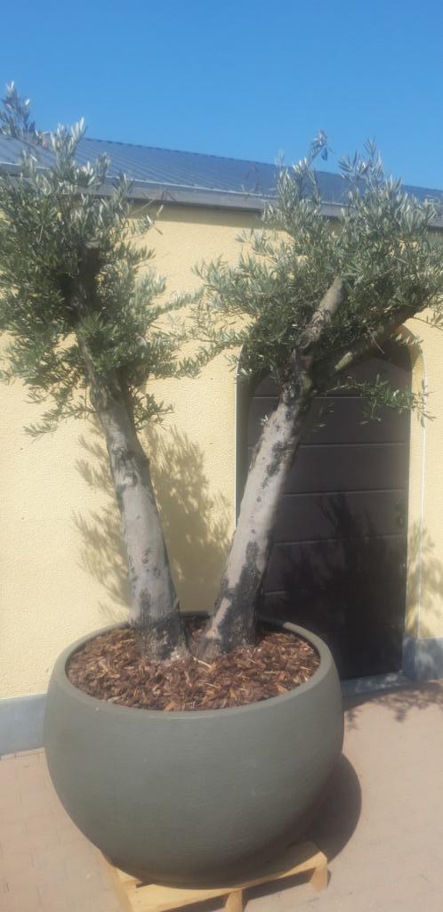 fiberstone planten potten voor binnen en buiten, Tuin en Terras, Planten | Tuinplanten, Ophalen