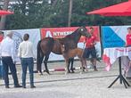 pony, Dieren en Toebehoren, Merrie, D pony (1.37m tot 1.48m), Met stamboom, 11 jaar of ouder