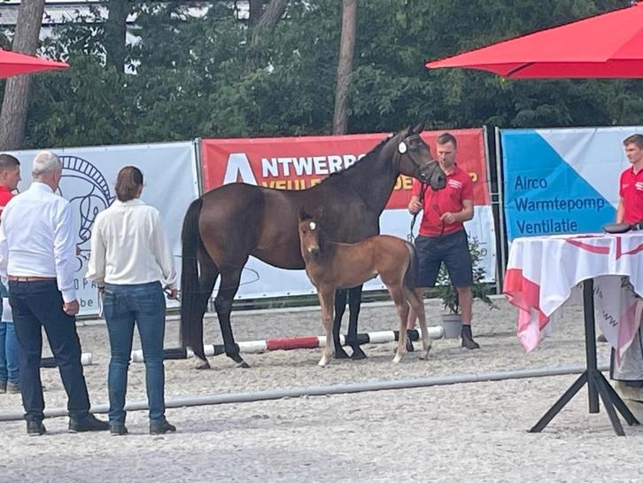 pony, Dieren en Toebehoren, Pony's, Merrie, D pony (1.37m tot 1.48m), 11 jaar of ouder, Met stamboom, Gechipt, Ontwormd, Ingeënt
