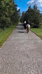 Tinker Merrie, Dieren en Toebehoren, Merrie