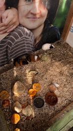 Cavia beertjes, Animaux & Accessoires, Rongeurs, Décembre, Mâle, Domestique, Cobaye