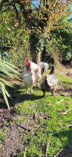 2 kippen en een haan, Poule ou poulet, Plusieurs animaux