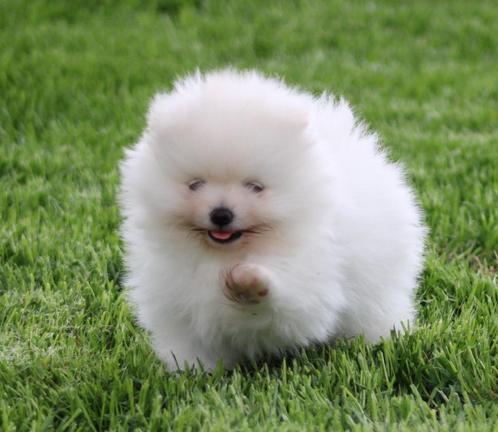 Pomeriaan pup 100% Raszuiver, Dieren en Toebehoren, Honden | Poolhonden, Keeshonden en Oertypen, Teef, Keeshond, Fokker | Professioneel