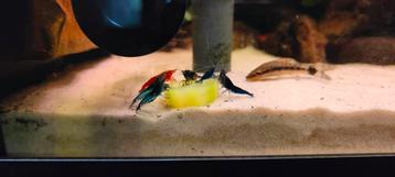 Neocaridina op leidingwater  beschikbaar voor biedingen