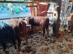 Hereford vaarzen en stieren, Dieren en Toebehoren