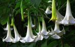 Datura, Brugmansia, trompetbloemen wit, terrasplant, Enlèvement
