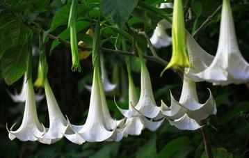 Datura, Brugmansia, trompetbloemen wit, terrasplant