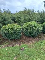 Prunus lusitanica Angustifolia bolvorm, Tuin en Terras, Planten | Bomen, Overige soorten, Minder dan 100 cm, Zomer, Ophalen