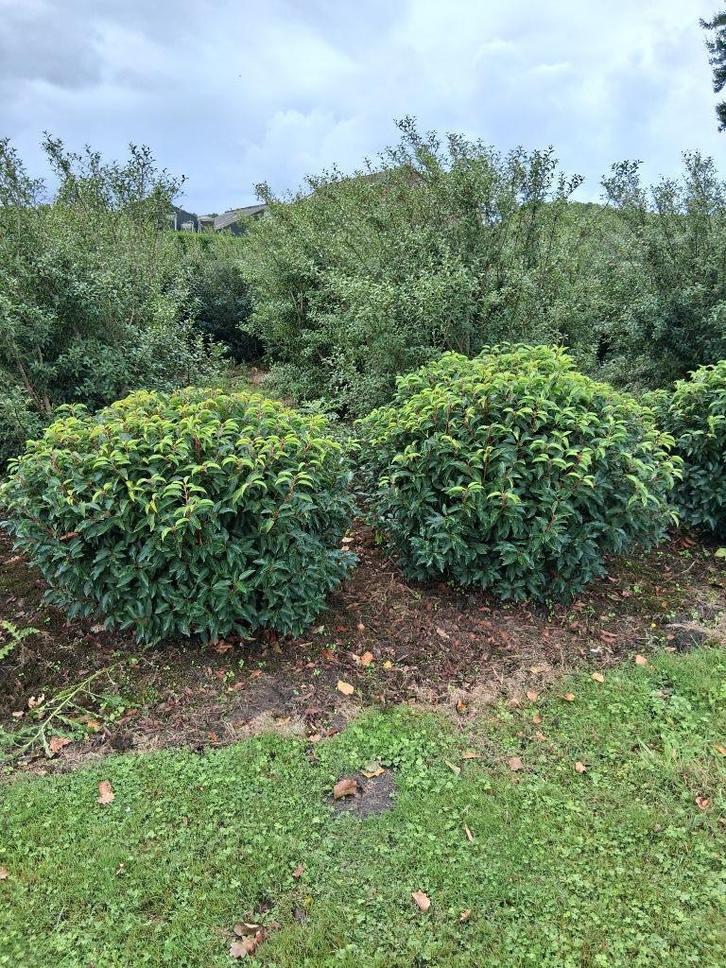 Prunus lusitanica Angustifolia bolvorm, Tuin en Terras, Planten | Bomen, Overige soorten, Minder dan 100 cm, Volle zon, Zomer