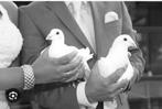 Witte bruidsduiven, Dieren en Toebehoren, Meerdere dieren, Postduif