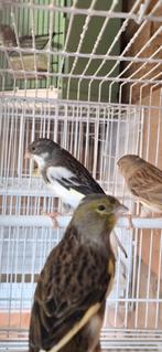 Timbrado 2 kanarie  pop  2024