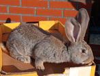 konijn: Vlaamse reus, Dieren en Toebehoren, Konijnen, Groot