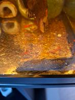 L-181, Dieren en Toebehoren, Vissen | Aquariumvissen