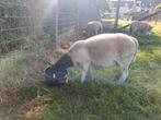 Ram bok dorper schaap, Dieren en Toebehoren, Schapen, Geiten en Varkens, Schaap