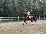 Halve stal gezocht - regio Humbeek, Dieren en Toebehoren, Paarden, Merrie, Z, Gechipt, Dressuurpaard
