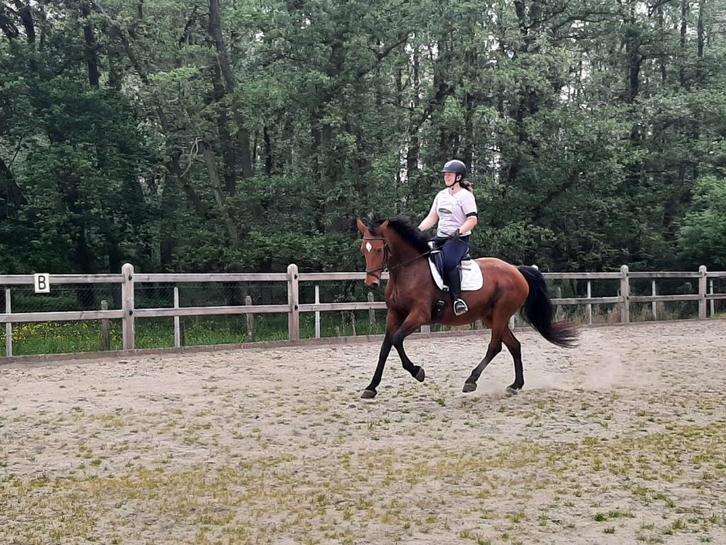 Halve stal gezocht - regio Humbeek, Dieren en Toebehoren, Paarden, Merrie, Z, 160 tot 165 cm, 11 jaar of ouder, Dressuurpaard