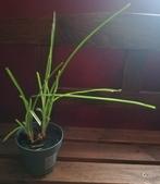 Echange ou vend papyrus, Ophalen, Vaste plant, Vijverplanten