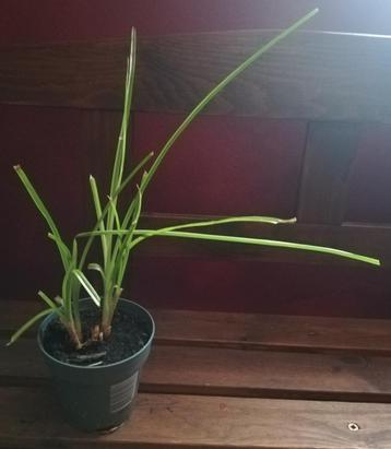 Echange ou vend papyrus  beschikbaar voor biedingen