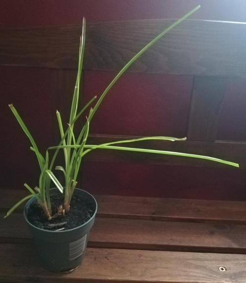 Echange ou vend papyrus, Tuin en Terras, Planten | Tuinplanten, Vaste plant, Vijverplanten, Ophalen