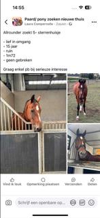 5 sterren huis gezocht, Dieren en Toebehoren, Paarden, Gechipt, Ruin, Zadelmak, 170 tot 175 cm