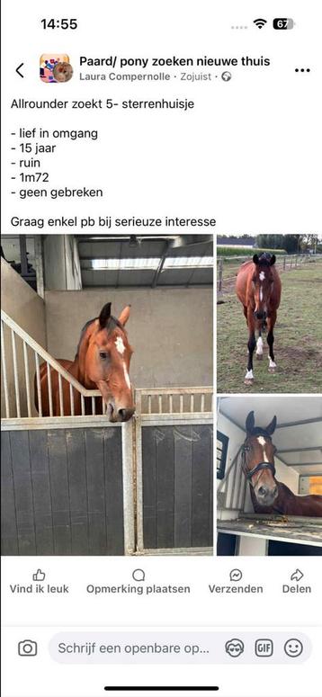 Maison 5 étoiles recherchée, Vermifugé, 11 ans ou plus, Hongre, Débourré