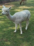 Alpaca merrie's, April, Vrouwelijk