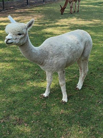 Alpaca merrie's  beschikbaar voor biedingen