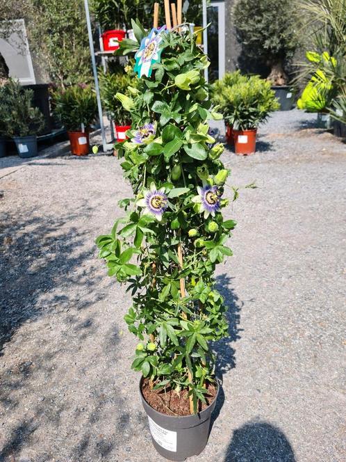 Passiflora Piramide, Tuin en Terras, Planten | Tuinplanten, Ophalen
