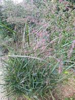 Siergras PANICUM, Été, Enlèvement, Graminées ornementales, Plante fixe