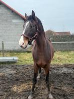 Knappe ruin, Animaux & Accessoires, Chevaux, Hongre, 165 à 170 cm, Non dressé, 3 à 6 ans