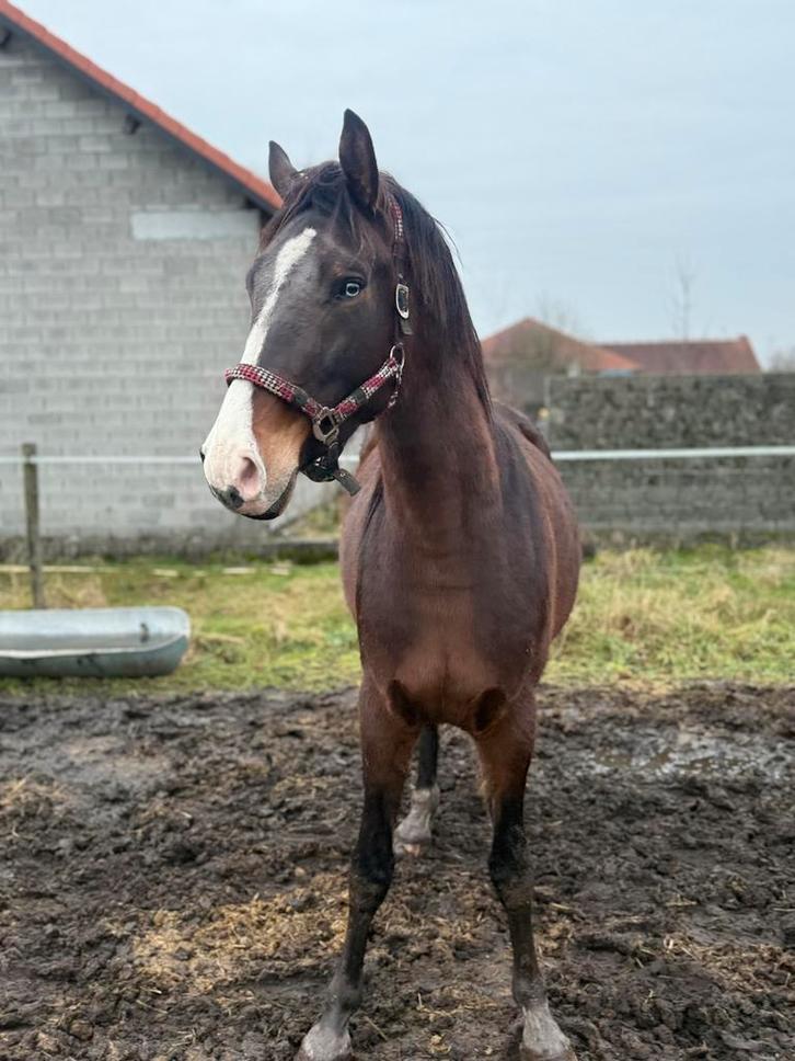 Knappe ruin, Animaux & Accessoires, Chevaux, Hongre, Non dressé, 165 à 170 cm, 3 à 6 ans, Cheval de récréation, Avec pedigree