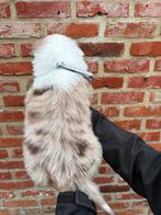 Mooie Australische herder pups, België, 8 tot 15 weken, Meerdere, Meerdere dieren